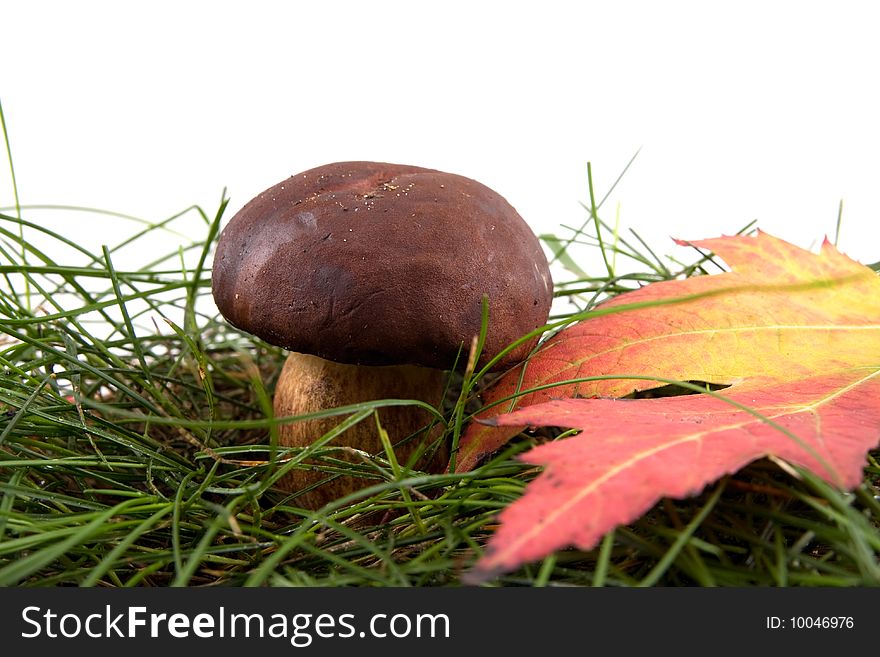 Mushroom on a grass