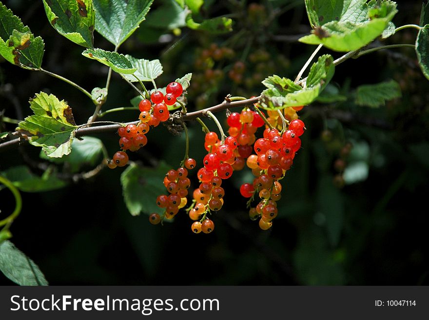 Unripe Red Currants dangling  a branch