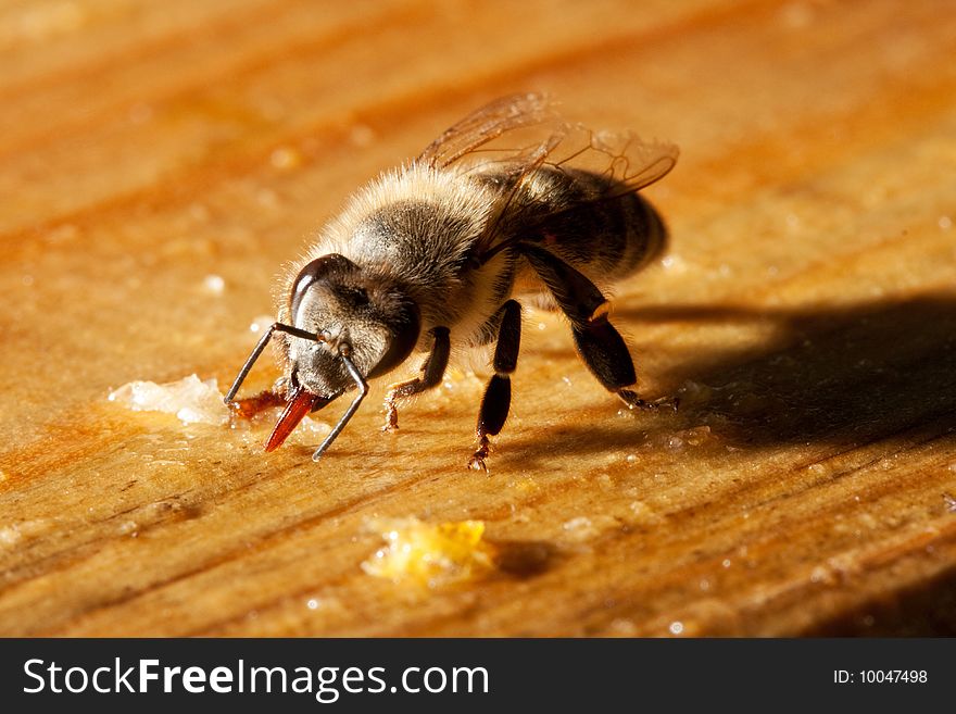 Bee eating honey from the board. Bee eating honey from the board