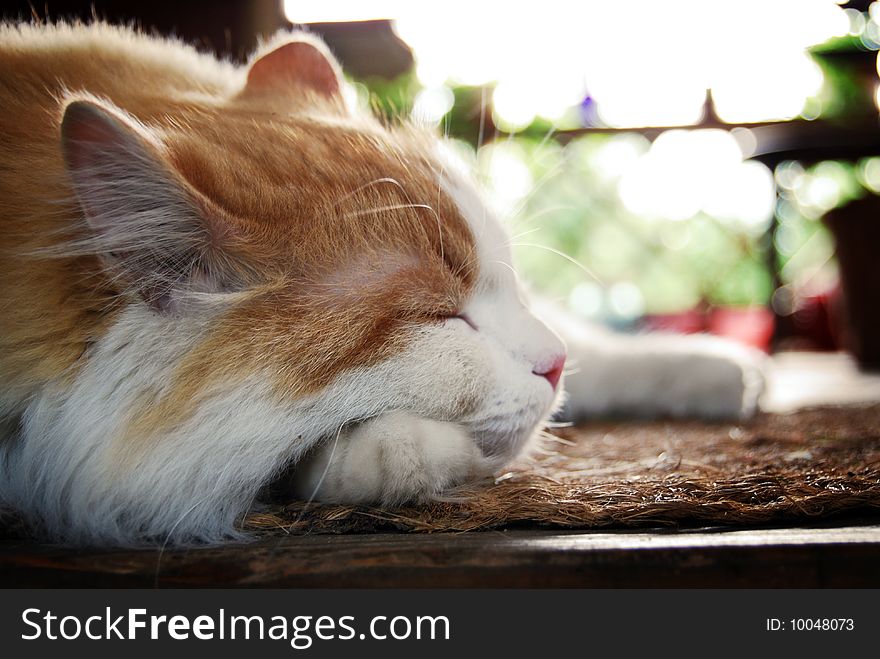 Young cat sleeping on the porch in the country house; low point. Young cat sleeping on the porch in the country house; low point