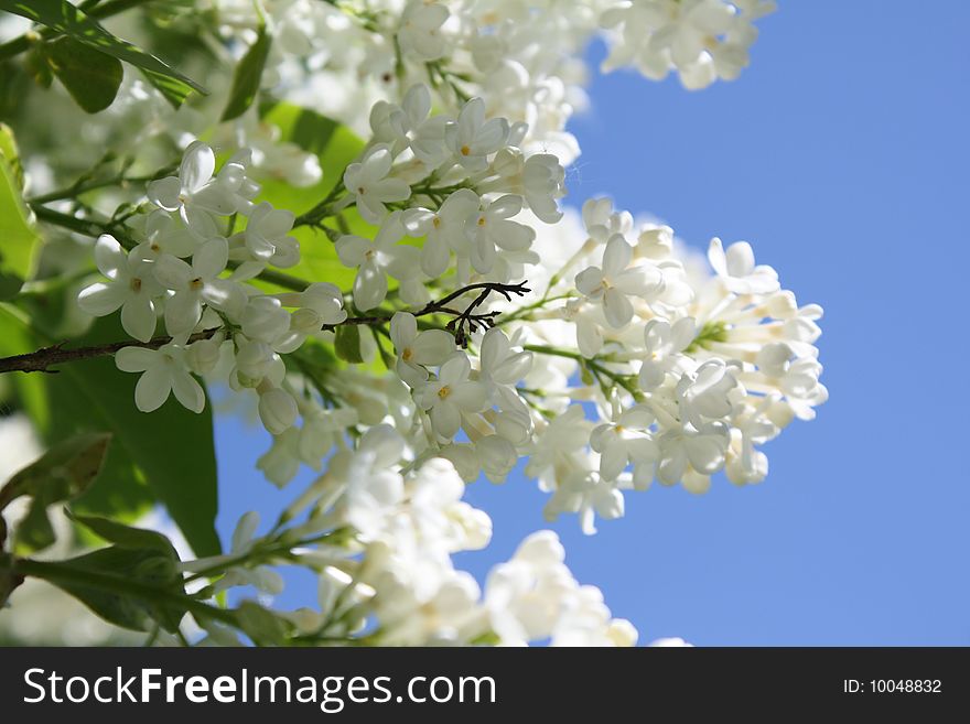 White lilac on blue sky background
