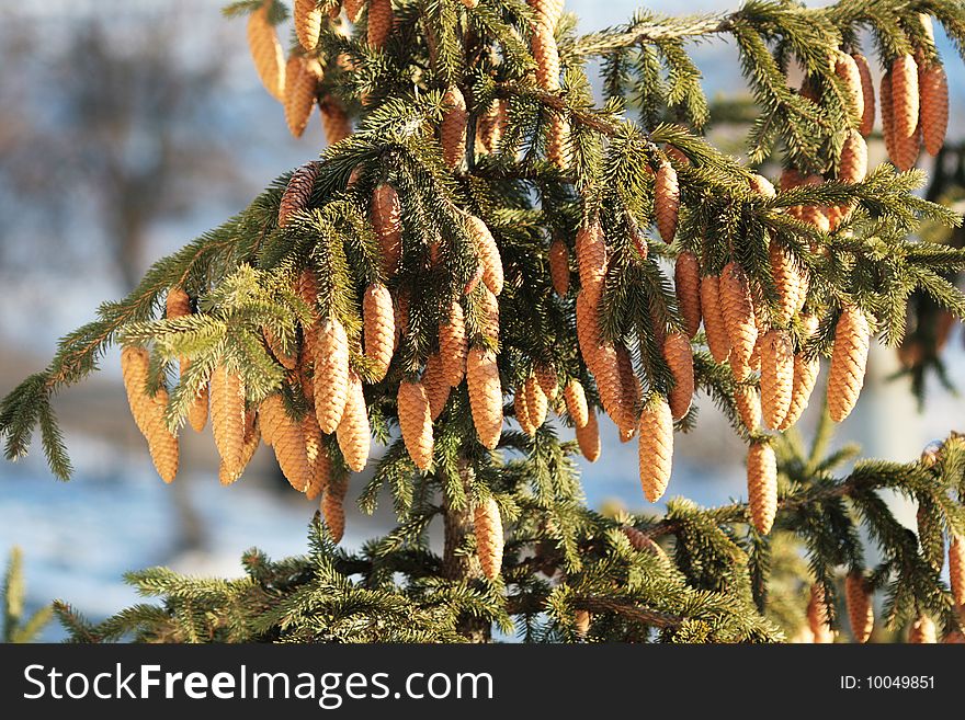 Fur-tree branches with seeds covered by the sun. Fur-tree branches with seeds covered by the sun