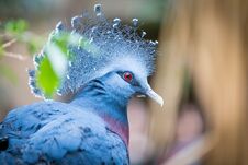 A Beautiful Victoria Crowned Pigeon Royalty Free Stock Photography