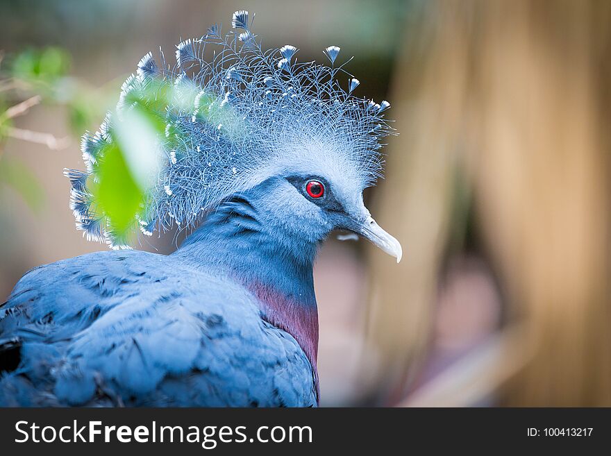 Close up of a beautiful Victoria Crowned Pigeon in summer