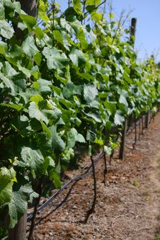 Vineyard Stock Photos Vineyard Stock Photos