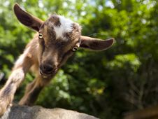 Baby Goat Stock Image Baby Goat Stock Image
