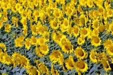 Sunflower Field Stock Photo Sunflower Field Stock Photo