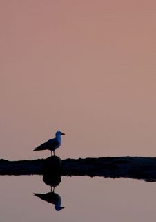 Sunset Gull Silhouette Royalty Free Stock Photos