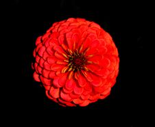 Bright Red Zinnia Royalty Free Stock Photography Bright Red Zinnia Royalty Free Stock Photography