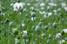 Poppy In The Field Royalty Free Stock Photos Poppy In The Field Royalty Free Stock Photos