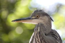 Great Blue Heron Head Shot Royalty Free Stock Photo
