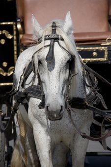 Single Harness Horse Stock Photo