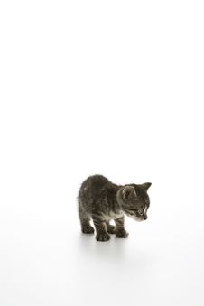 Tabby Kitten Looking To Camera Left Stock Image