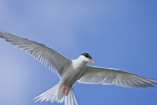 River Tern In Flight Royalty Free Stock Images