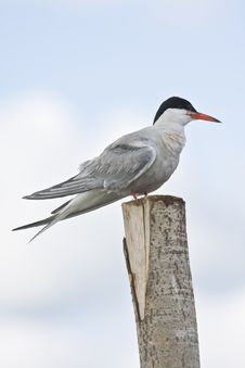 River Tern On A Column Royalty Free Stock Photo River Tern On A Column Royalty Free Stock Photo