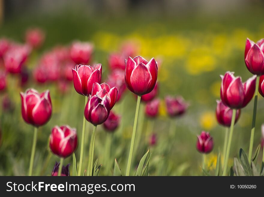 Bright red with white tulips on the green background