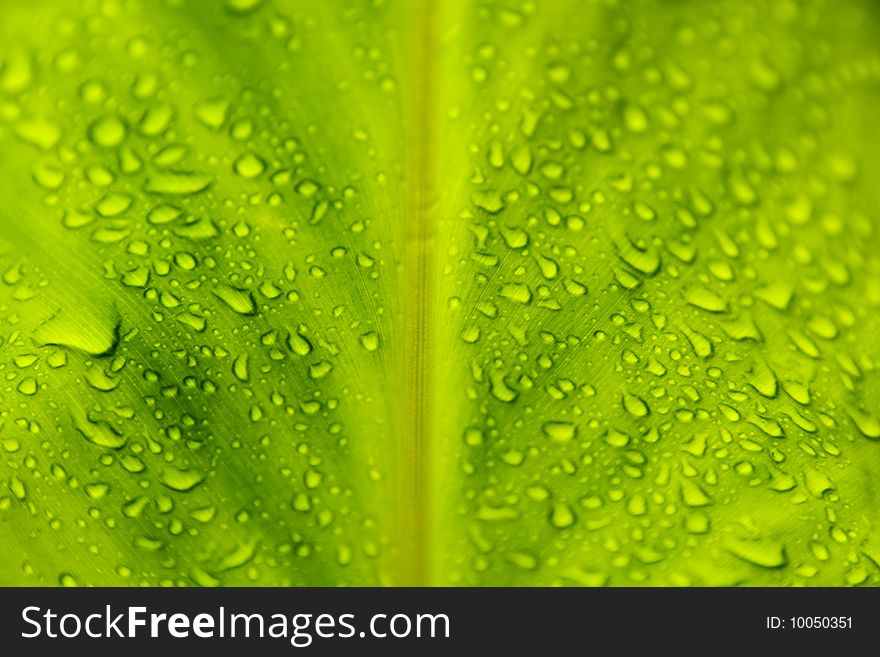 Green leaf with rain droplets and amazing colors