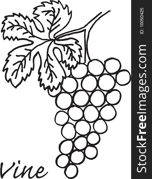Illustration of vine on white background. vector image
