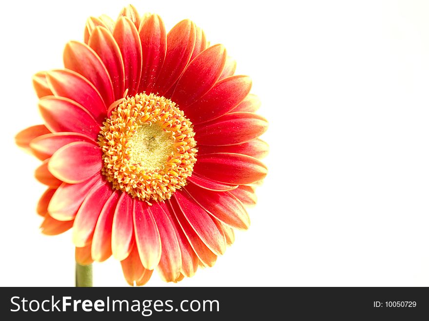 Red gerber with stem isolated on white background