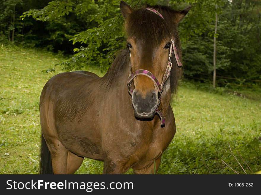 Front view of a brown horse