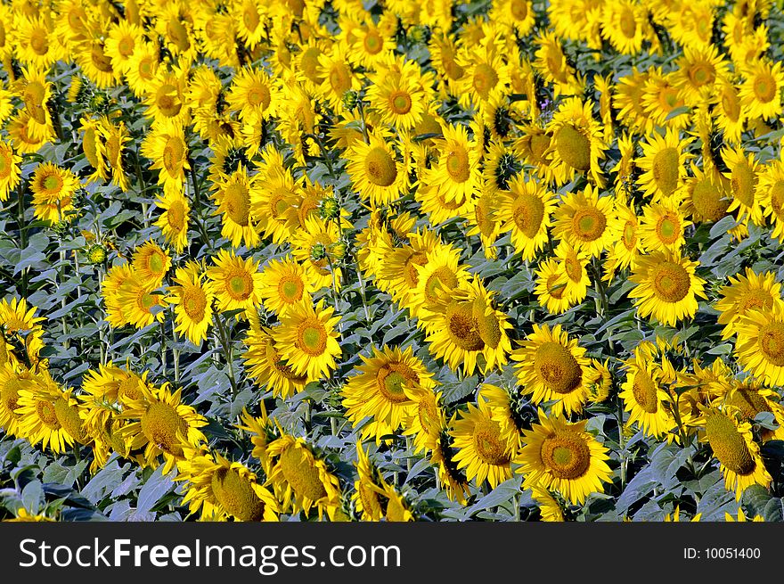 View of yellow sunflower on field. View of yellow sunflower on field.