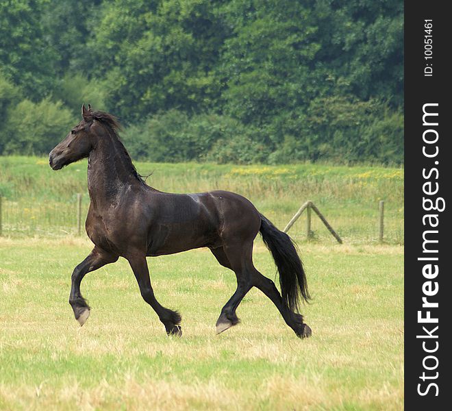 Frisian horse is walking like a king. Frisian horse is walking like a king