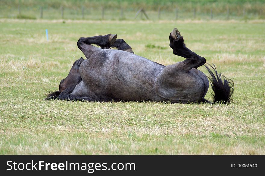 Grey mold horse is rolling on his back agains the flys