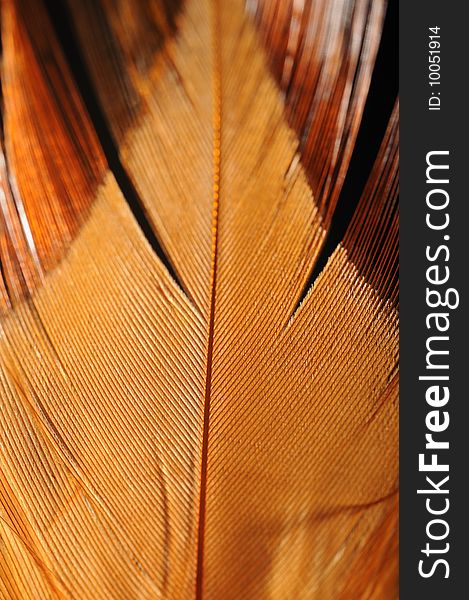 The close-up of colored feather. The close-up of colored feather