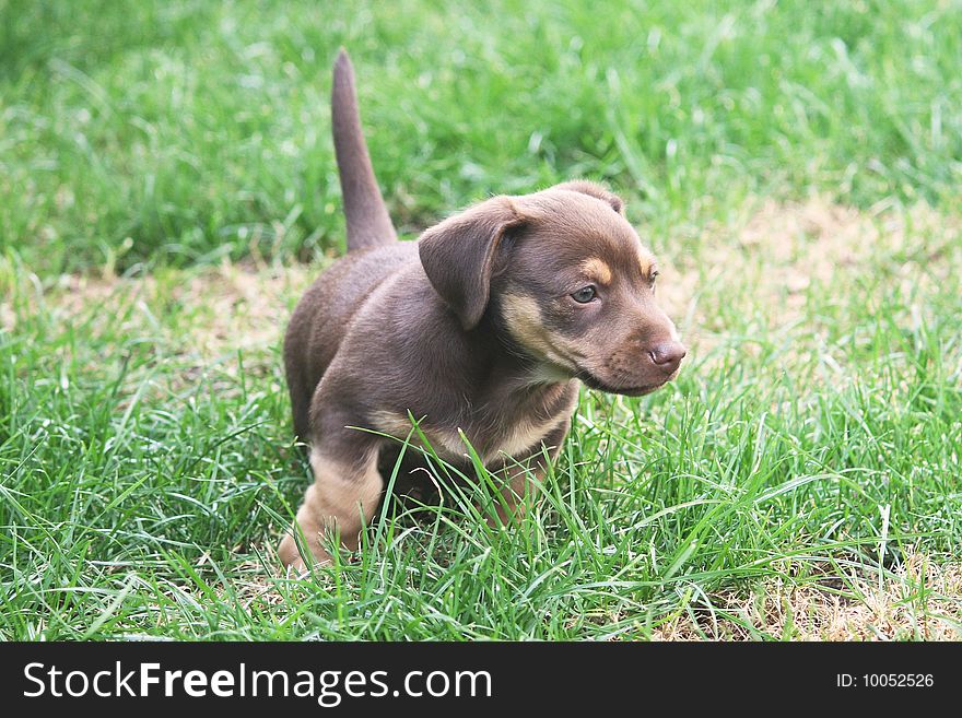 Dog walking in green grass of the garden