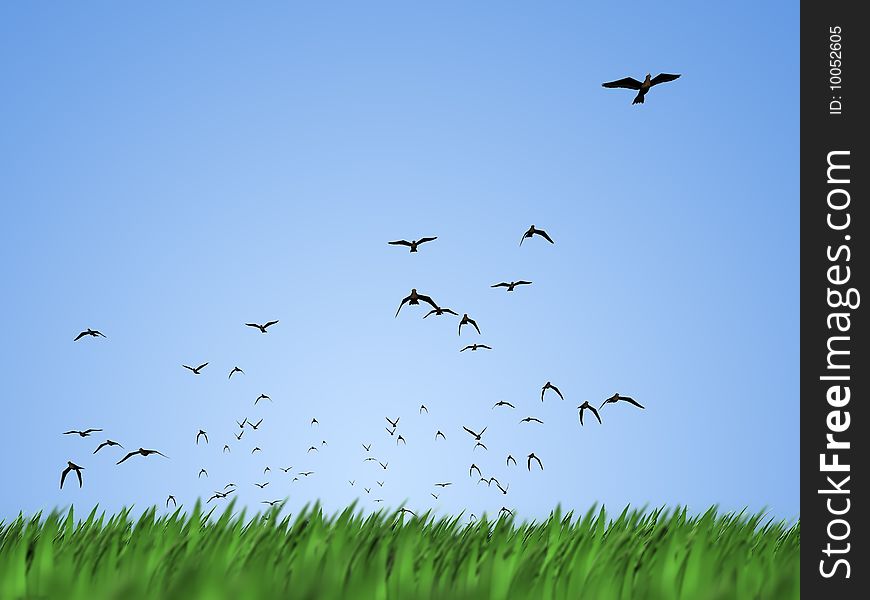 Flying birds ower green grass