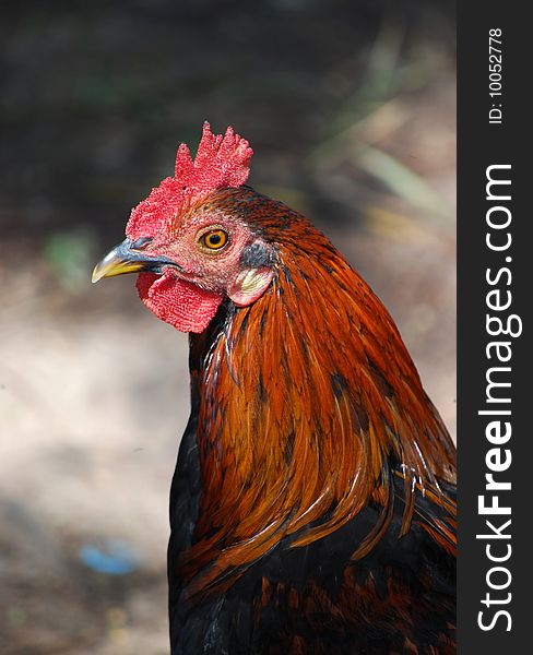 Close-up of red and brown rooster in Bermuda