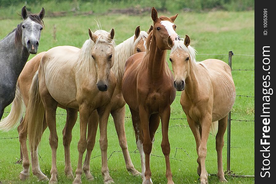 5 horses in a field backed by wire fence.