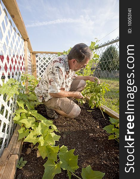 Home owner growing his own vegetables to save money in a tough economy. Home owner growing his own vegetables to save money in a tough economy