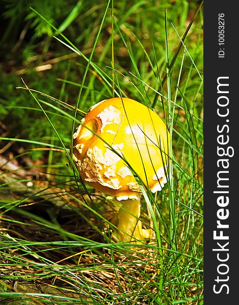 Yellow mushroom in White Mountain, NH