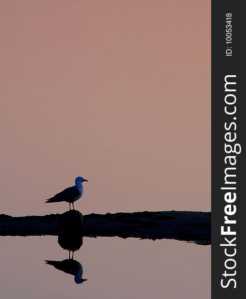 Silhouette of a shore bird walking at sunset. Silhouette of a shore bird walking at sunset