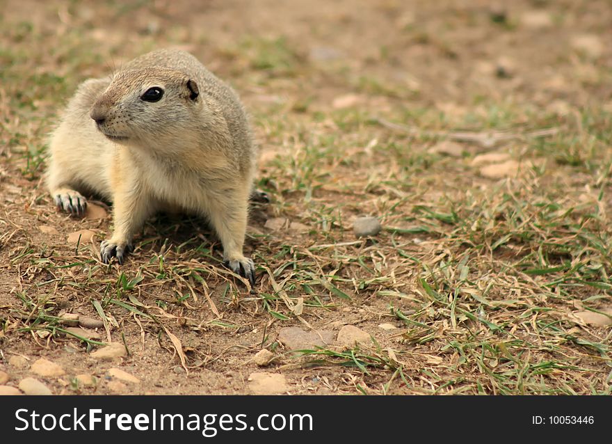 A curious Prairie Dog staring at the photographer