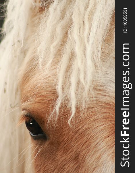 Close up of the face and mane of a blonde horse