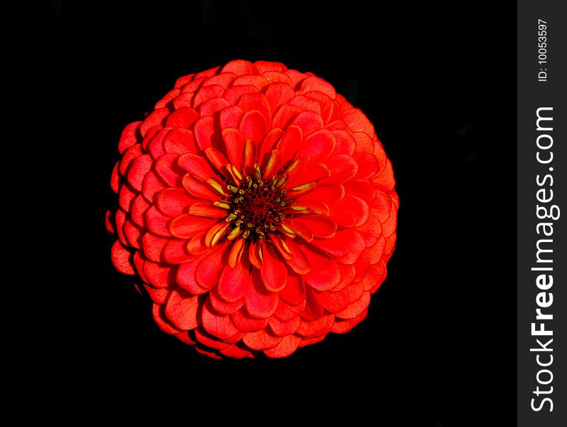 Red Zinnia in the night taken with a 100mm macro lens. Red Zinnia in the night taken with a 100mm macro lens.