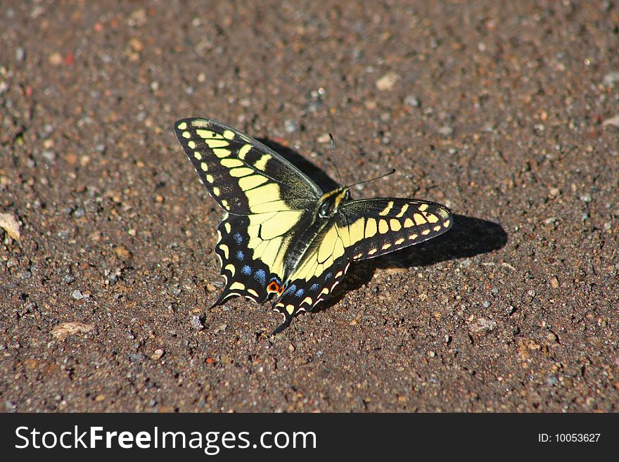 Tiger Swallowtail Butterfly on the muddy banks of the Deschutes River, Tumalo State Park. Oregon