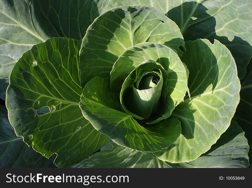 Green cabbage grows in small garden.