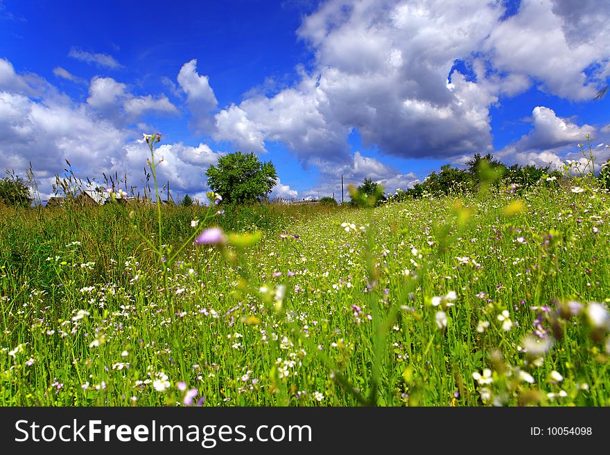 Summer Rural Landscape