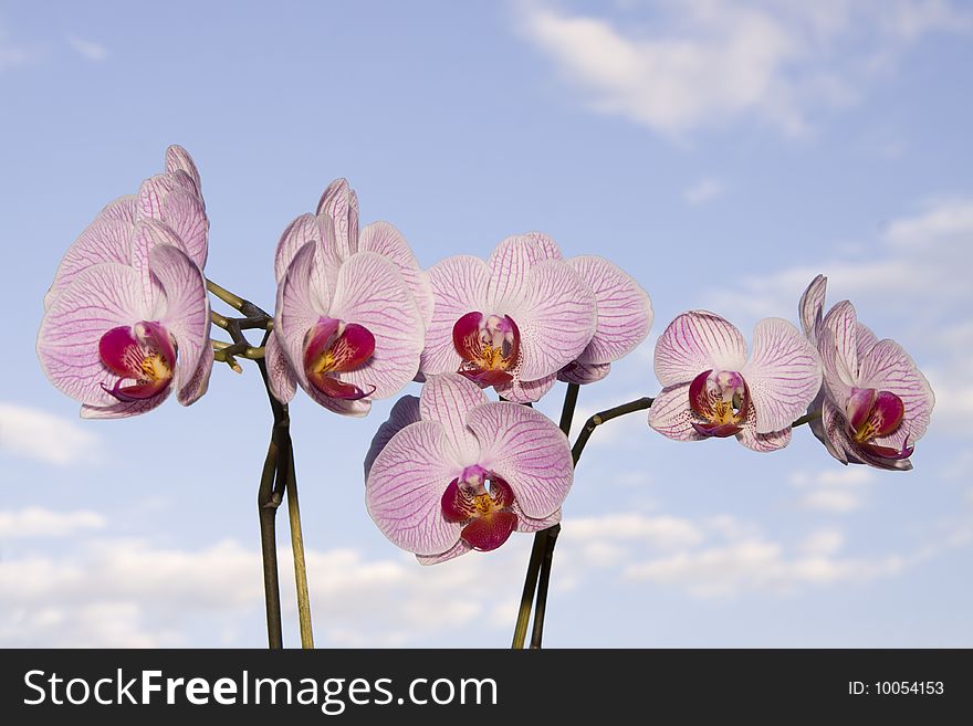 Orchid before blue Sky and white clouds