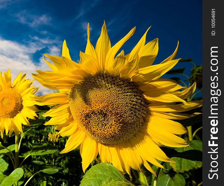 A picture of a gold sunflowers on a background of the evening dark blue sky