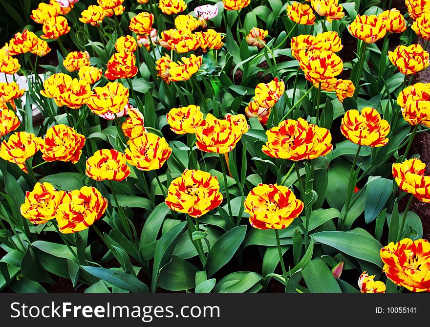 Tulip field with orange and yellow colors