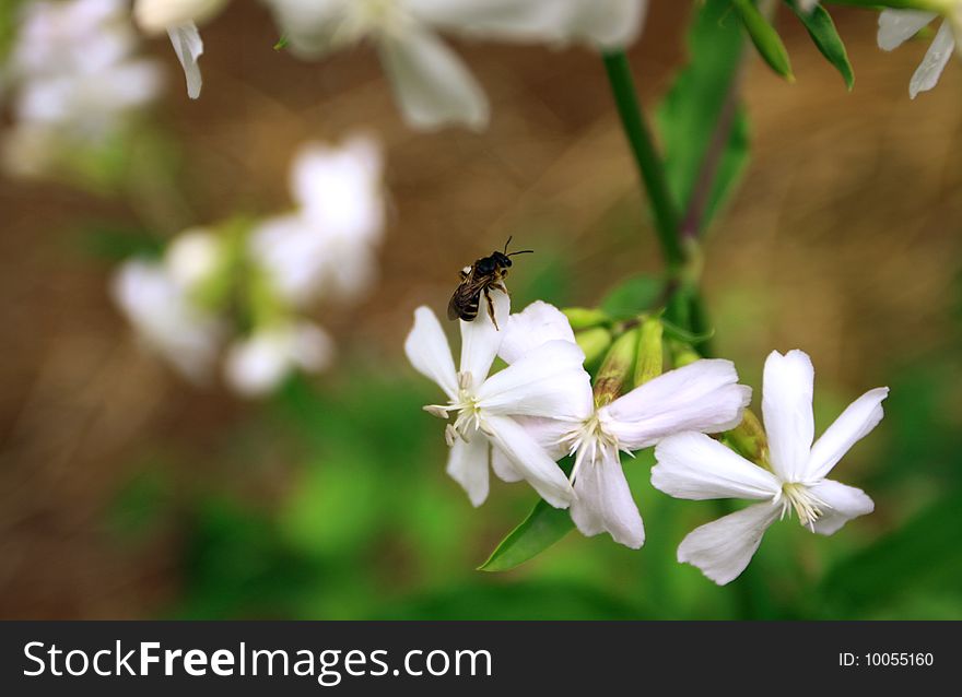 A bee staying on the white flowers.