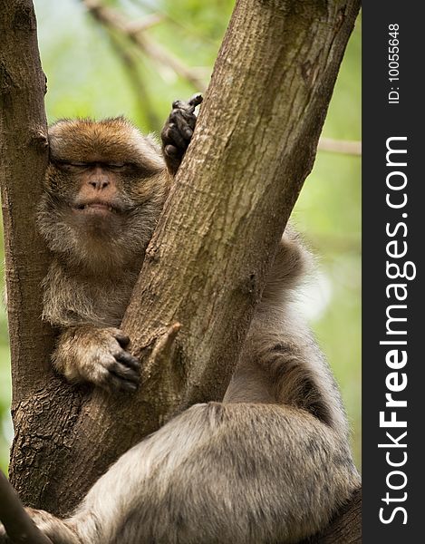 A rhesus macaque sleeping on a tree