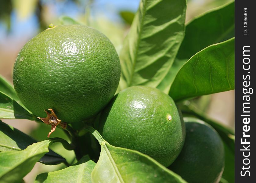 Fresh limes growing in the sun