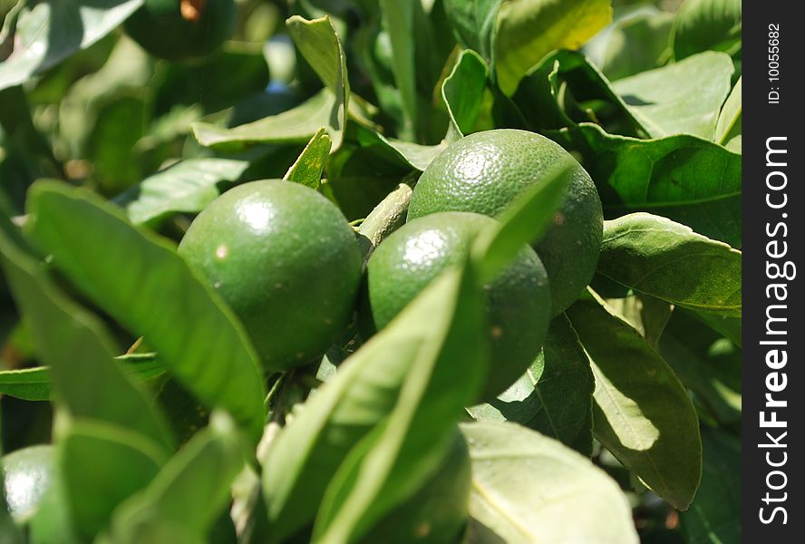 Fresh limes growing in the sun