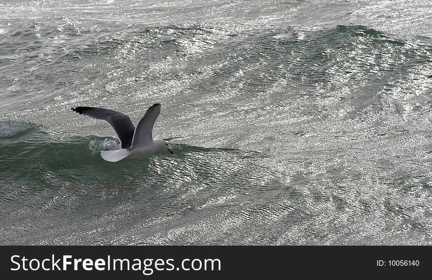 Seagull flying over the ocean. Seagull flying over the ocean