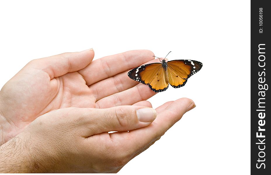 Close up of monarch butterfly in hands